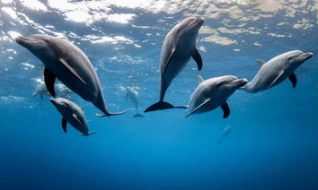 鯨豚攝影師直擊日本御藏島：海豚媽媽帶著寶寶從你身旁經過！