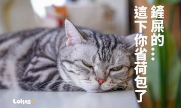 貓奴看過來！ 台灣首創廢菇包變貓砂，價格至少便宜一半