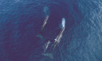 拒絕緊迫盯魚的永續賞鯨，達人傳授最佳拍照位置