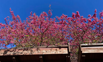 粉紅櫻花最後一波！衝這裡看31種櫻花，「櫻王」滿開時間曝光