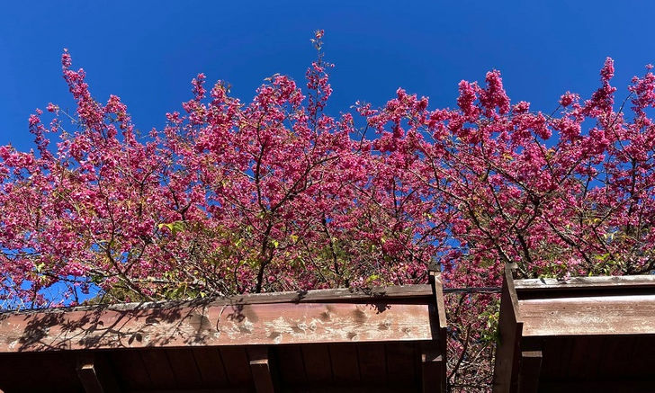粉紅櫻花最後一波！衝這裡看31種櫻花，「櫻王」滿開時間曝光｜樂活島