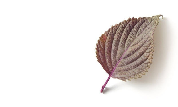 紫蘇 感冒喝一杯準沒錯殺菌祛痰保腸胃 康健雜誌 紫蘇 感冒喝一杯準沒錯殺菌祛痰保腸胃 康健雜誌