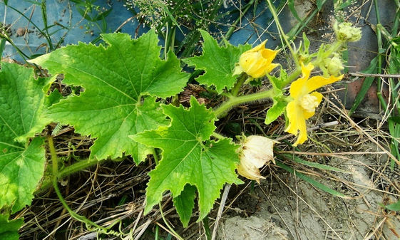 熱量低又助減脂盛夏冬瓜挑選訣竅 康健雜誌