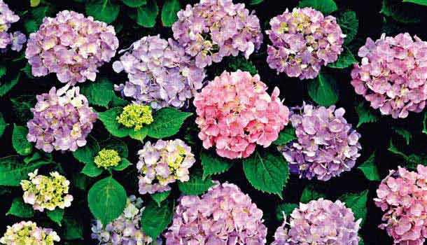 花草情趣感受繡球花的源源活力 康健雜誌