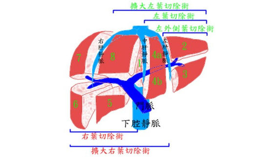 榮耀印記 女孩切除６成肝救回肝昏迷１８天的阿姨 康健雜誌